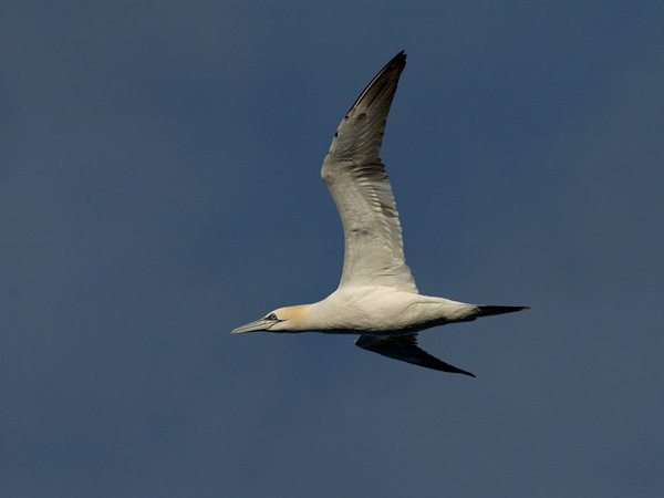 Suula, Northern Gannet, Morus bassanus